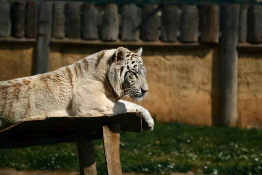 Tiger White