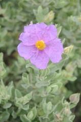 Zistrose