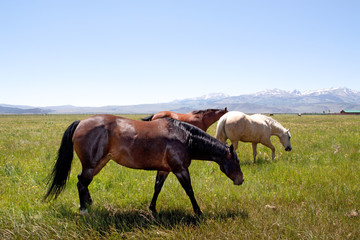 Horses grazing