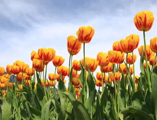 Fotobehang Tulp Gele tulpen