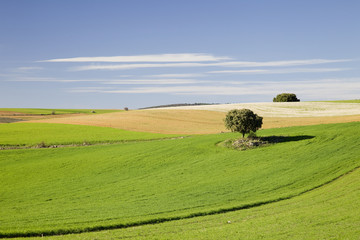 Fototapeta na wymiar Tierra de Castilla
