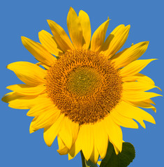Naklejka premium ripe sunflower