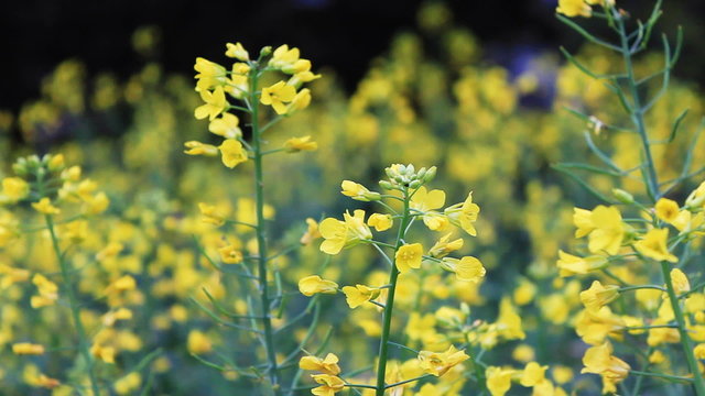 rape field