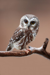 Who Me?