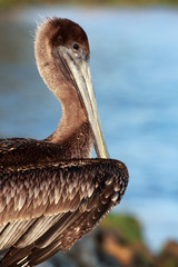 Pelican
