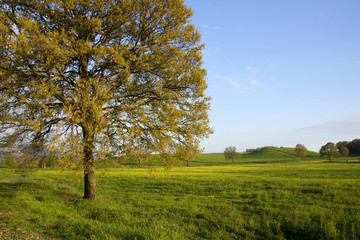 Obraz premium nature