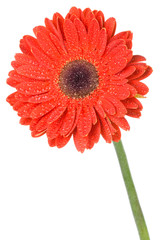 red gerbera flower