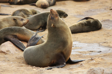 Brown Fur Seal (Arctocephalus pusillus)