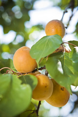 Apricot