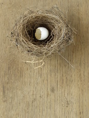 Ptasie gniazdo z jajkiem - obrazy, fototapety, plakaty