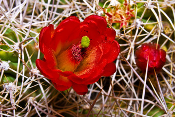 Obraz na płótnie Canvas Cactus Flower