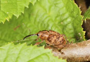 Hazelnut weevil (Curculia nucum) sitting on a branch.