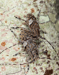 White-clouded longhorn beetle (Mesosa nebulosa) mating.