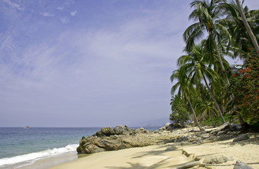 Pacific Ocean beach and palm trees