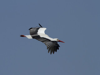 Cigogne blanche - White Stork (ciconia ciconia)