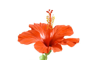 Hibiscus flower
