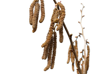 Flower earrings hazelnut