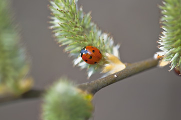 Marienkäfer - Coccinellidae