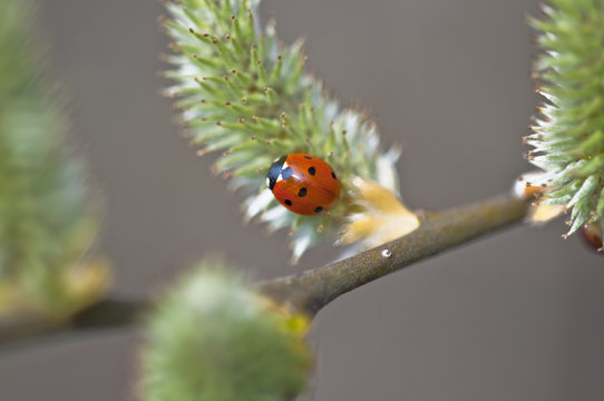 Marienk&auml;fer - Coccinellidae