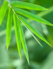 Fototapeta na wymiar bamboo leaf