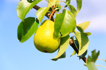 Obraz premium pears on the tree