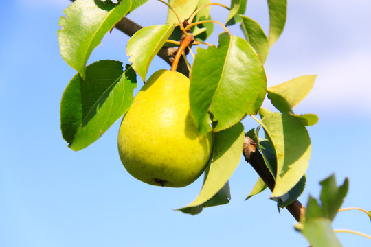 pears on the tree