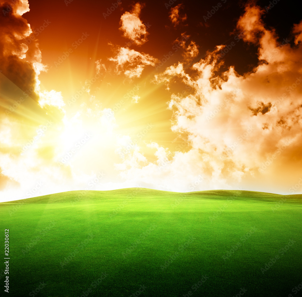 Wall mural field of grass and perfect sky