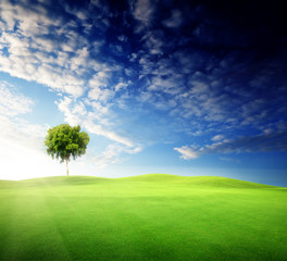 field of grass and perfect sunset sky