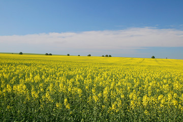 Obraz premium Rapsfeld