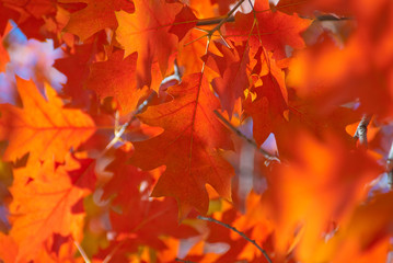 Red oak leaves close-up.