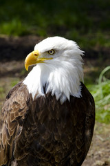 American Bald Eagle (Haliaeetus leucocephalus)