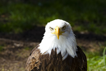 American Bald Eagle (Haliaeetus leucocephalus)