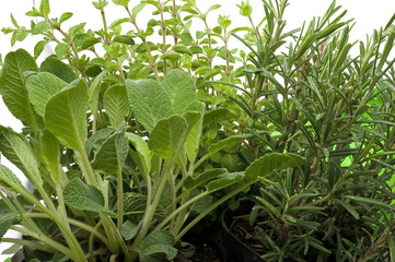 Küchenkräuter Salbei, Oregano und Rosmarin
