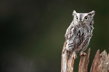Fototapeta premium Screech Owl
