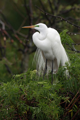 Nesting Egret