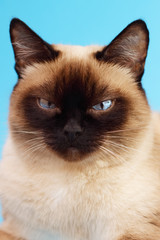 Siamese cat on a light background