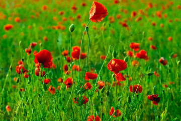 red poppies field