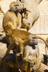 Baboon (Papio hamadryas ursinus)