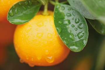 calamondin fruit int the tree right after the rain - Powered by Adobe