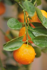 branch of calamondin tree with fresh riped orange fruits