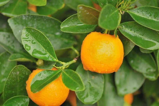 calamondin tree with some fresh orange fruits