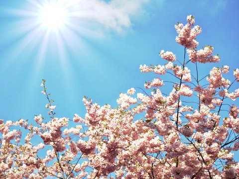 japanese cherry tree blossoms in sunlight