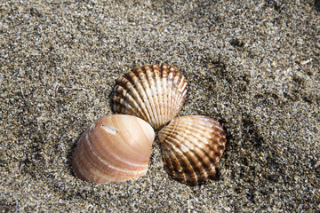 Seashells on golden sand