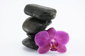 steine mit orchidee