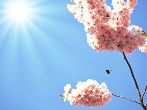 japanese cherry tree and bumblebee in sunlight