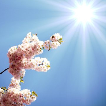japanese cherry tree in spring