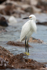Snowy Egret