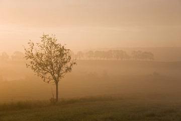 Fototapeta na wymiar Misty morning sunrise