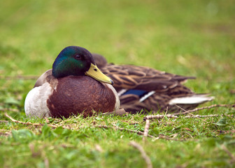 Mallards