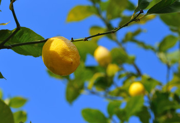 citronnier